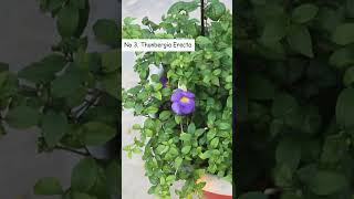 TOP 5 Permanent Flowering Plants For 34 Hours of Sunlight [upl. by Aivatnuhs]