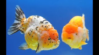 Fancy Goldfish VS Cheat Goldfish on Tank [upl. by Foushee232]