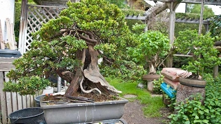 Taxuscuspidata  Japanese yew Bonsai Tree [upl. by Annol796]