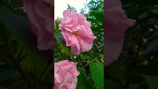 Dekho ful golo sokale sada thake ar bikale pink hoye jai shortvideo youtubeshorts flowers 🌼🌼🌼🌸🌸🌸 [upl. by Aisha535]