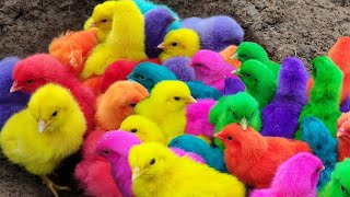 Menangkap Ayam Lucu Ayam Warna Warni Ayam Rainbow Bebek Angsa Ikan Hias Hamster Kelinci Kura [upl. by Colfin]