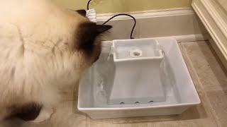 Drinkwell Ceramic Pet Fountain Review Process Video Footage Taken  Floppycats [upl. by Theresa]