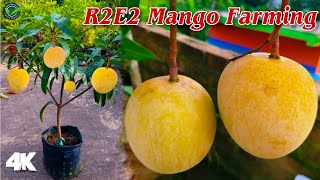 R2E2 mango [upl. by Eimak]