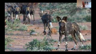 Naturetrek Roadshow African Wild Dog Conservation and Highlights of Botswana [upl. by Cioban181]