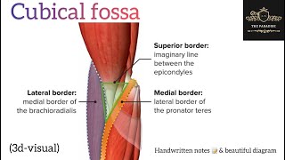 Cubital Fossa 💁 upperlimbanatomy anatomynote anatomy medical [upl. by Konrad]