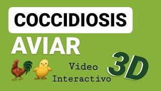 Coccidiosis Aviar  Video 3D  Avicultura Eimeria Ciclo Biológico  Tenella [upl. by Eigroeg450]