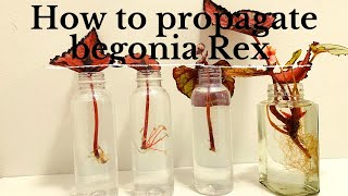 How to Propagate Begonia Rex in Water by using a single leaf  plant Propagating Experiments [upl. by Burwell]