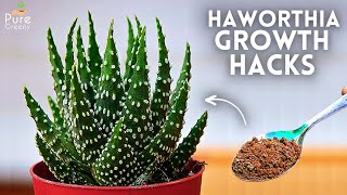 7GROWTH HACKS Haworthia Plant Care amp Propagation 100 SUCCESS [upl. by Nelo204]