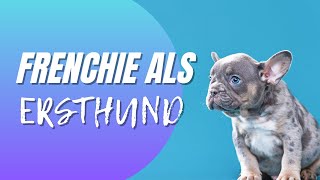 Ein Frenchie als Ersthund  Französische Bulldogge für Anfänger geeignet [upl. by Yxel585]