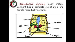 Introduction to cestodes Taenia Hymenolepis Diphyllobothrium Dr Amina Salama [upl. by Alyhs]