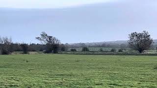 Starlings taking flight thousands murmuration wait until the end wow Glastonbury  Somerset [upl. by Deehahs]