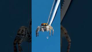 Jumping Spider vs Goliath Spider [upl. by Nylla]