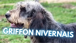 Griffon Nivernais  TOP 10 Interesting Facts [upl. by Retsev128]