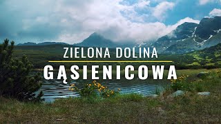 Pochmurna Dolina Zielona Gąsienicowa  Tatry  Czerwiec  Film w 4K [upl. by Tonina588]