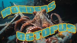 Octopus  Unveiling the Wonders of the Octopus [upl. by Notnel]