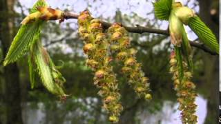 Hornbeam  Carpinus betulus [upl. by Absalom825]