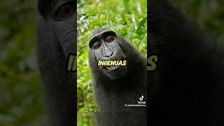 El Babuino Los animales del mundo viral shorts short [upl. by Imnubulo]