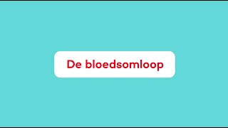 Wat is de Bloedsomloop [upl. by Etnemelc784]