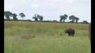 African Safaris  The Lions and Buffalo of Duba Plains [upl. by Egin]