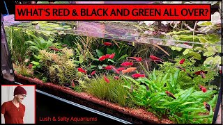 Amazing amp Blazing Aquarium Update fish plants and tech [upl. by Ramyaj]