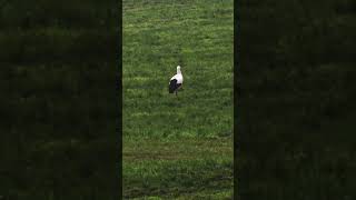 Storch beim Mittagessen [upl. by Leahcimed]