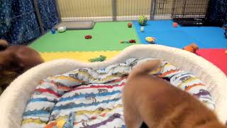 Shiba Inu Puppy Cam  KTeam  Week 6  PM [upl. by Beard]