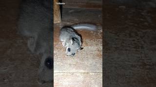 Oscar🐈 caught a dormouse animals cat dormouse [upl. by Eaton73]