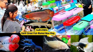 Recent Aquarium Fish Price Update  Galiff street Fish Market  Galiff Street new video 14012024 [upl. by Sebastian]