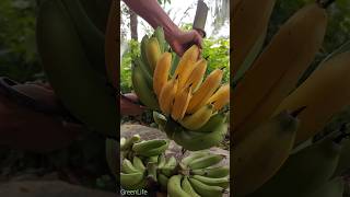 Ripe bananas in the garden fruit satisfying farming garden greenlife [upl. by Anib]