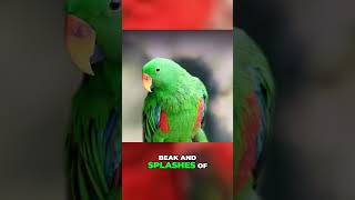 The Colorful Secrets of Eclectus Parrots Revealed shorts [upl. by Anin909]