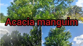 Acacia Mangium sitio produzindo Muito Rentável [upl. by Joette]