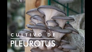 Cultivo de pleurotus Como se cultiva la orellana introducción teórica del cultivo [upl. by Lyford725]