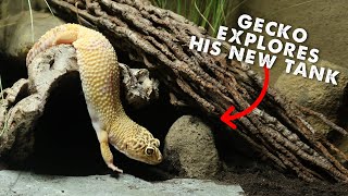 Leopard Gecko Explores New MASSIVE Tank GOES WRONG [upl. by Hunger]