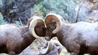 Two Large Rams Bighorn Sheep Butting Heads during the Rut [upl. by Hsina]