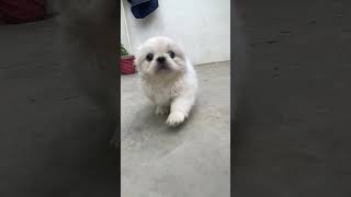 Pekingese dog Lover cute pekingese ❤️❤️❤️ [upl. by Aiello530]