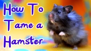 How To Tame A Hamster [upl. by Jocelyne]