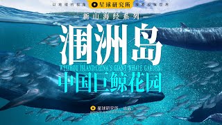 在中国看鲸鱼！去广西涠洲岛，发现中国巨鲸花园【新山海经01】 WEIZHOU ISLAND CHINAS GIANT WHALE GARDEN [upl. by Oneida]