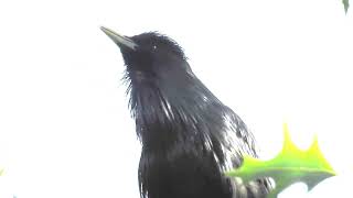 Sturnus unicolor  Estornino negro  Dark purple starling [upl. by Gerardo]