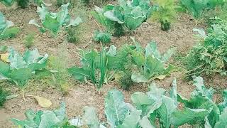 Sitapur mein band gobhi phool lahsun pyaj gajar muli 🙏🙏🙏🙏🙏 [upl. by Atikram]