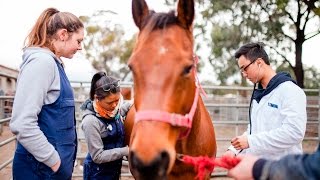 Doctor of Veterinary Medicine  The University of Melbourne [upl. by Nairdna]