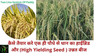 धान का हाइब्रिड बीज कैसे तैयार करें एक ही पौधे पर Hybrid Seed और Male Sterile seed Two Line System [upl. by Eciral509]