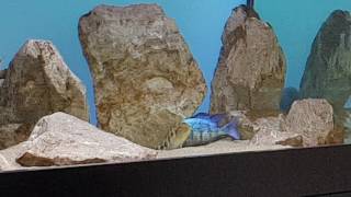 Fossorochromis rostratus spawning [upl. by Jacintha207]