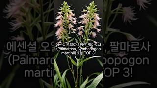 에센셜 오일로 유명한 팔마로사 Palmarosa Cymbopogon martinii 효능 TOP 3 [upl. by Eeliab]