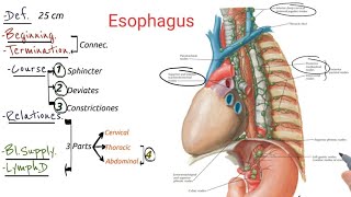 Anatomy of the esophagus [upl. by Klusek]