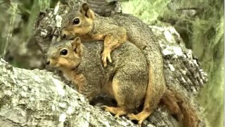 Fox Squirrels Mating [upl. by Swithbert]