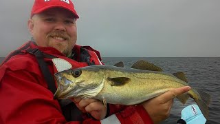 Pollock Fishing in Scotland [upl. by Dyna91]