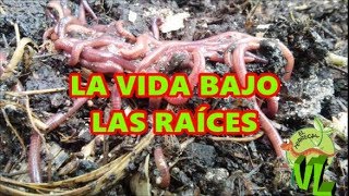 LOMBRICES LA VIDA BAJO LAS RAICES ESTRENO VIDEOLUNES [upl. by Jens]