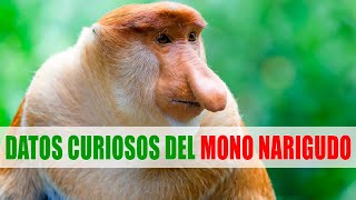 Mono narigudo Násico Nasalis larvatus  Datos curiosos de animales [upl. by Eiralih847]