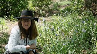 Spiderwort edible wildflower [upl. by Trenna]