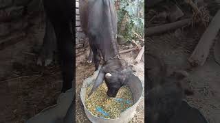 pet ytshorts nature viralvideo viralvideo viralshorts video surajrox surajroxfunnyvibeo [upl. by Asiela369]